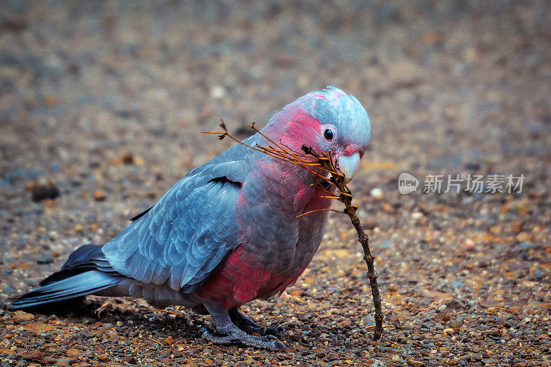 婴儿喙(Eolophus roseicapilla)